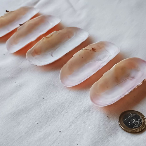 Pholas dactylus shells new, pack of 24 for handmade jewelry