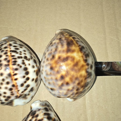Tiger Cowrie Shells set of 5 like new