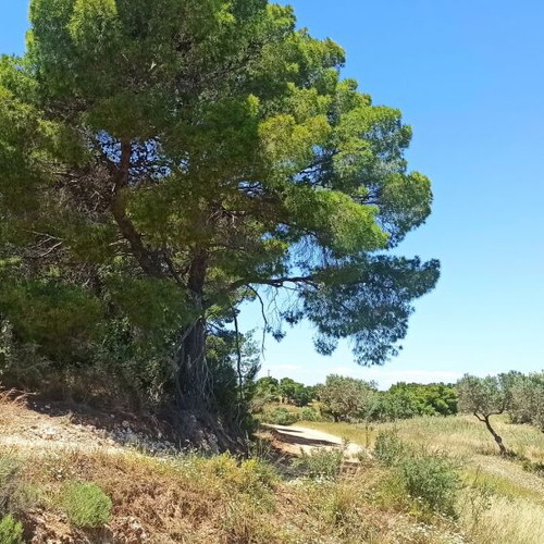 Buildable land plot 33,000 m² in Peloponnese with panoramic view