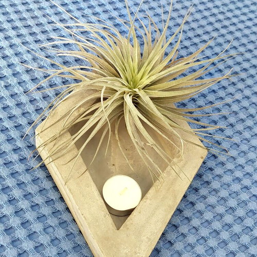 Handmade concrete decorative base for air plants and accessories