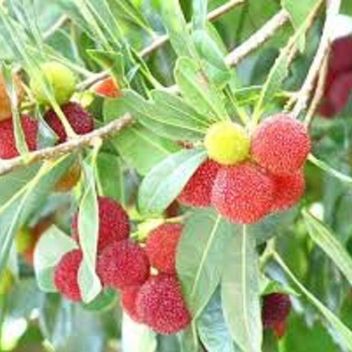 Myrica Rubra Chinese Mulberry Seeds like new for cultivation