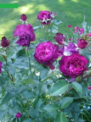 Purple Rose Seeds, pack of 25
