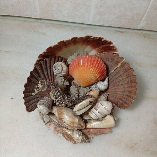 Decorative composition with natural seashells and seahorse like new