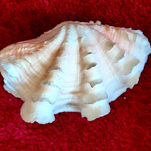 Tridacna Squamosa Seashell used, decorative coastal clam