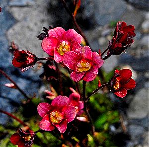 30 Σποροι Φυτο Τριανταφυλλο Saxifrage Arendsii