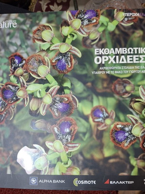 Dazzling Orchids II book, Greek wildflowers by G. Avagianou