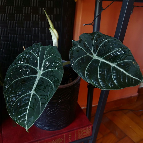 Alocasia Black Velvet XS houseplant
