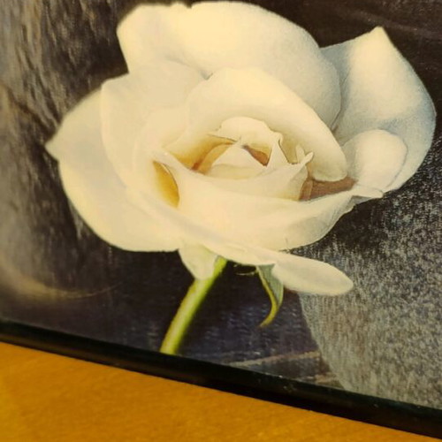 Set of frames with 3d rose image and used frame