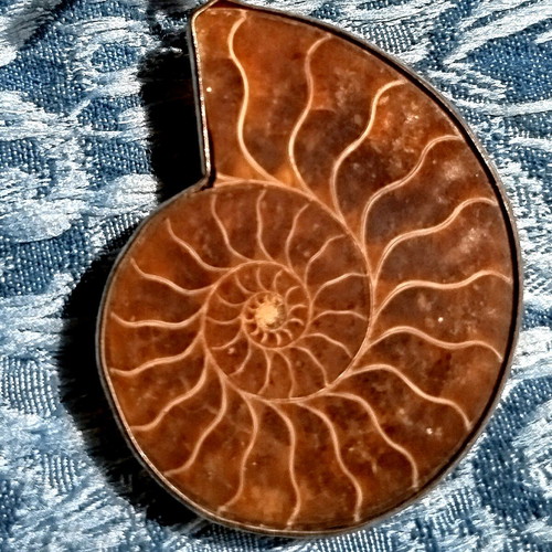 Ammonite pendant new with metal frame and leather cord