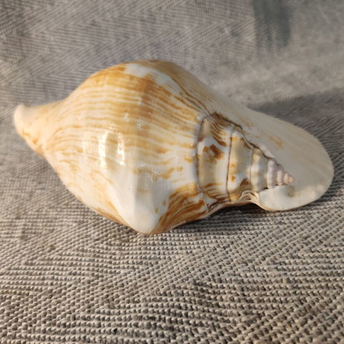 Strombidae seashell like new, 15x12x7cm