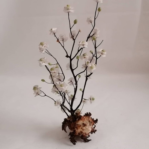 Sea shells used, handmade decor of natural sea shells