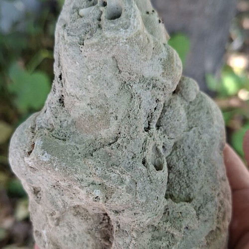 Travertine plant fossil from Evros source