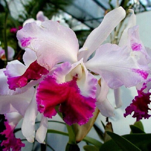 Cattleya orchid seeds, pack of 25, multicolored
