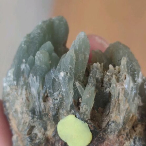Prasios new, unique rich specimen for collection
