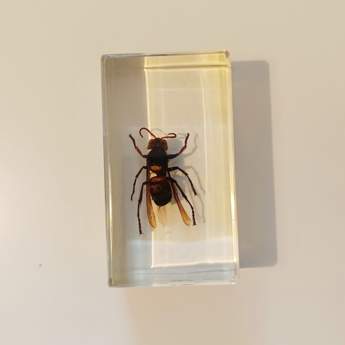 Insect collection in resin used, DeAgostini series, 5 pieces