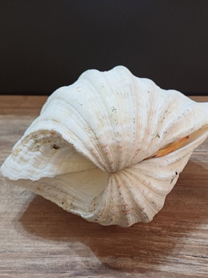 Large Hippopus hippopus clam shell used