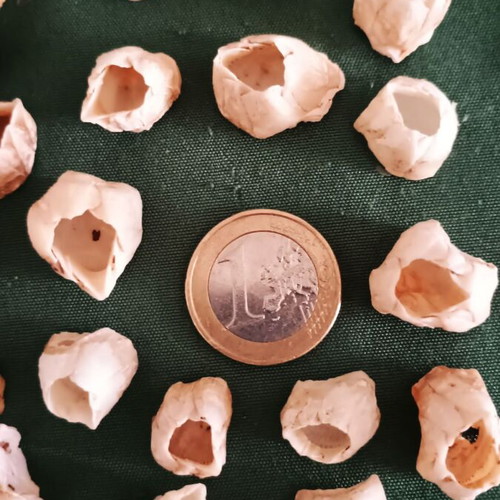 Barnacle shells pack of 38 new for crafts and decoration