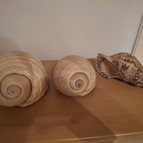 Rare sea shells like new, Bourou, Tona, Charonia