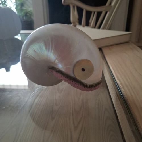 Nautilus shell new with velvet ribbons and handmade button