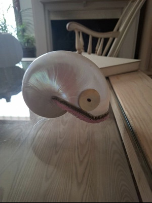 Nautilus shell new with velvet ribbons and handmade button