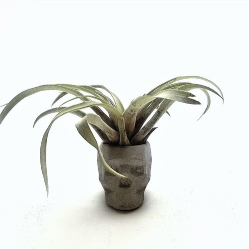 Handmade concrete skull decoration, gothic style