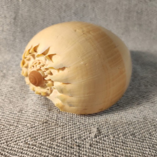 Melo Melo shell like new, 17x8x7 cm
