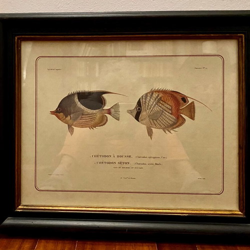 Colored lithography with two fish theme like new