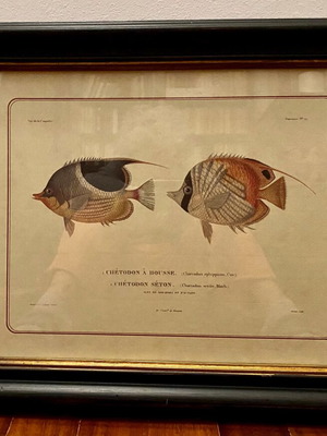 Colored lithography with two fish theme like new