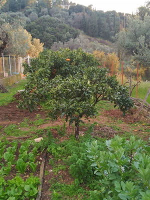 Οικόπεδο 392 τ.μ. οικοδομήσιμο στα Μποζαΐτικα Πάτρας