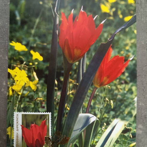 Greek flora 2005 complete stamp series on maximum cards new