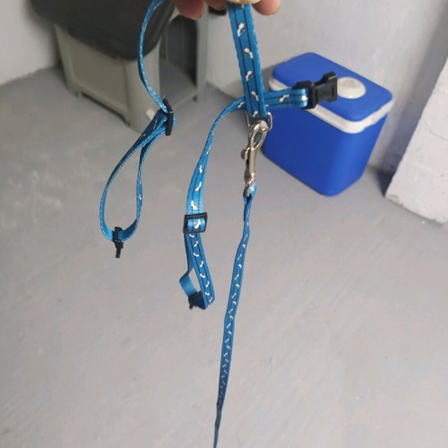 Cat accessories used, harness and interactive laser toy