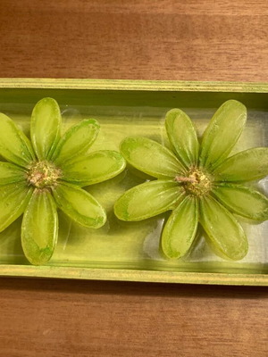 Green flower-shaped tealight candles in wooden base new
