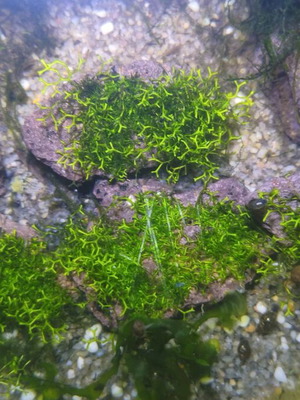Riccia Fluitans aquarium plant on lava stone new