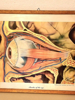 Frame with anatomical image Muscles of the Eye, like new
