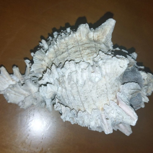 Shell 13cm used with pink beige gray colors