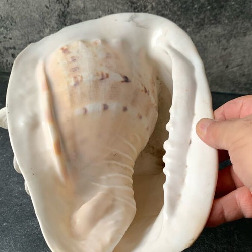 Large shell used