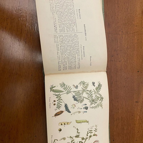 A.Masclef “Les Plantes d’Europe” βιβλίο φυτολογίας σαν καινούργιο, γαλλικά