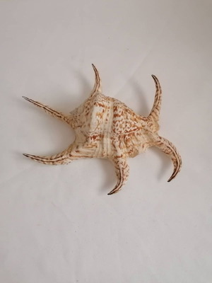 Conch shells used, natural large 24 cm hexagonal