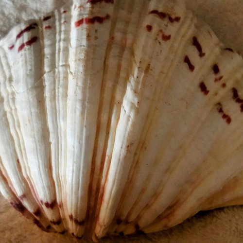 3 Large shells. (1) basil. AUTHENTIC