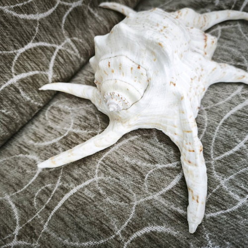 Large Lambis spider shell like new, 24 centimeters