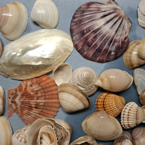 Shell collection like new