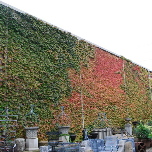Parthenocissus Tricuspidata climbing plant seeds, pack of 25