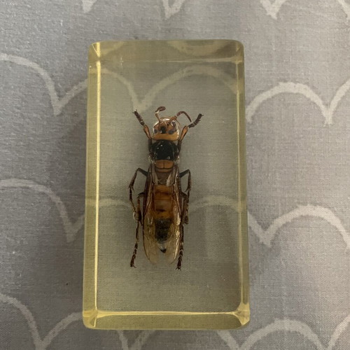 Collection of 9 insects and arthropods in resin
