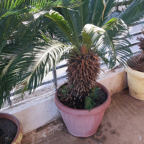 Tsikas plants used, set of 2, 15 years old