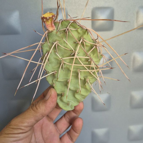 Opuntia Sulphurea cactus with unique spines