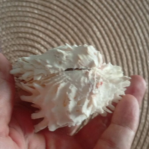 Spondylus and Antigona closed bivalve shells set, like new