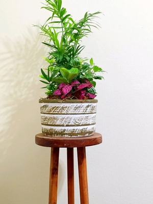 Plant arrangement in ceramic pot new
