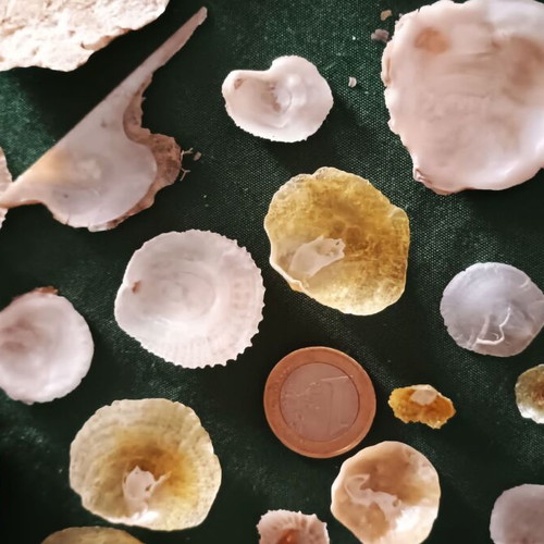 Anomiidae shells collection new, pack of 26 for decoration and crafts