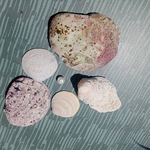 Small collection of seashells and one small pearl