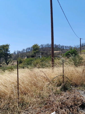 Οικόπεδο 1 στρέμμα με 14 ρίζες ελιές στην Αγ. Άννα Εύβοιας